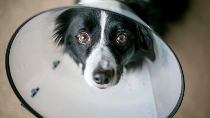 Ein schwarz-weißer Border Collie mit Halskrause