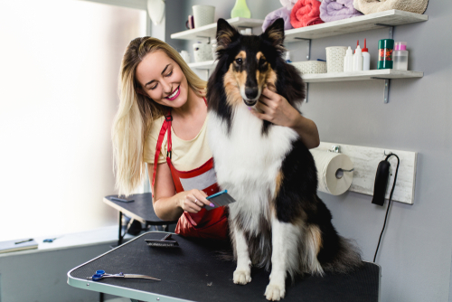 Das Fell eines schwarzen Collies wird gekämmt