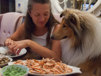 Ein Collie sitzt mit einem jungen Mädchen am Tisch und guckt auf das Essen