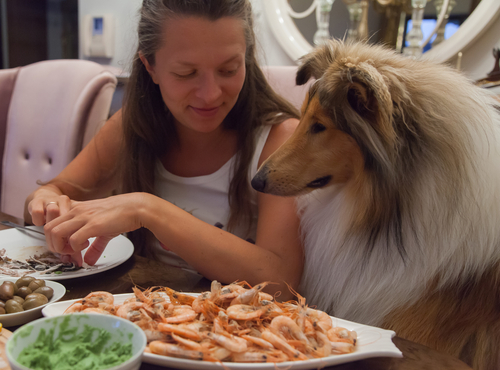 Ein Collie sitzt mit einem jungen Mädchen am Tisch und guckt auf das Essen