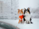 Zwei Hunde sitzen im Schnee. Ein Hund hat Hundebekleidung an.