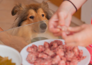 Ein junger Collie steht neben dem Tisch und schaut auf das Futter