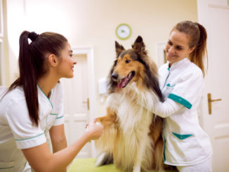 Ein Collie wird beim Tierarzt von zwei jungen Frauen untersucht.