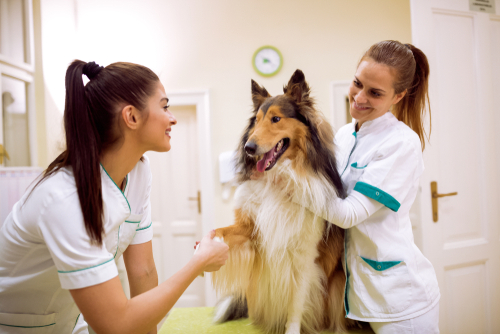 Ein Collie wird beim Tierarzt von zwei jungen Frauen untersucht.