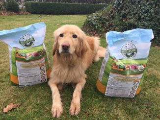 Ein Golden Retriever liegt auf der grünen Wiese