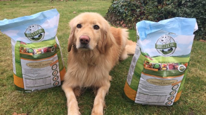 Ein Golden Retriever liegt auf der grünen Wiese