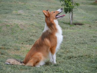 Ein Collie macht Sitz auf einer grünen Wiese