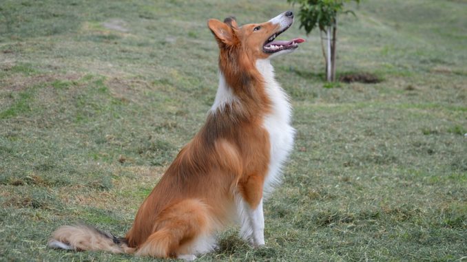 Ein Collie macht Sitz auf einer grünen Wiese