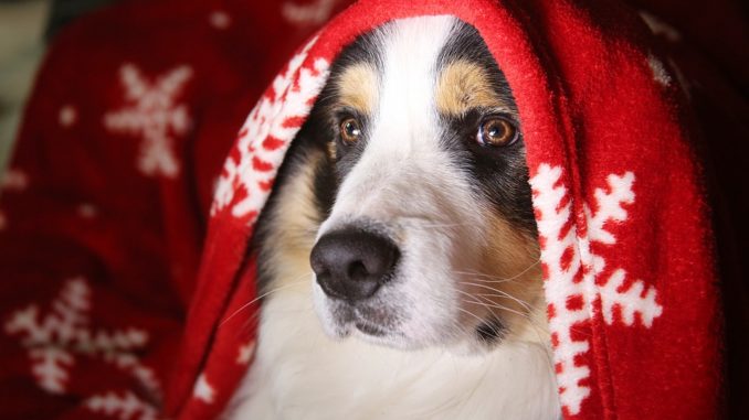 Ein Collie liegt mit einer roten Decke über den Kopf.