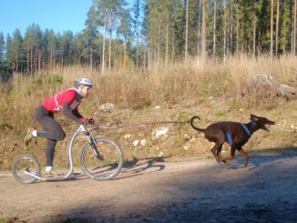 Ein Hundehalter auf einem Tretroller, vor dem ein brauner Hund gespannt ist.