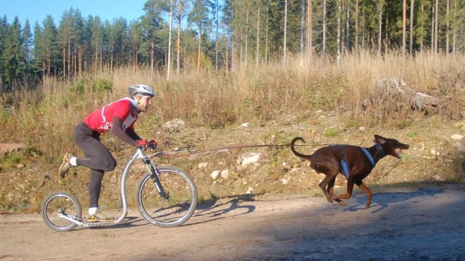 Ein Hundehalter auf einem Tretroller, vor dem ein brauner Hund gespannt ist.