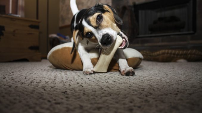 Ein junger Hund der Rasse Jack Russel kaut auf einem Kauknochen.