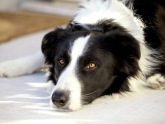 Schwarz weißer Hund liegt auf dem Boden