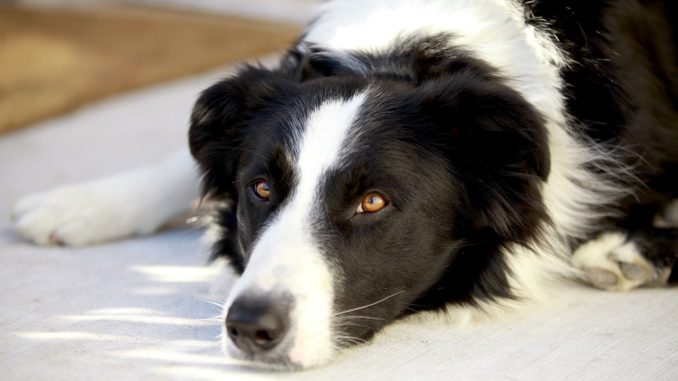 Schwarz weißer Hund liegt auf dem Boden