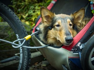 Hund sitzt in einem Fahrradanhänger/Fahrradkörbchen