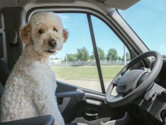 weißer Hund sitzt im Auto vorm Lenkrad