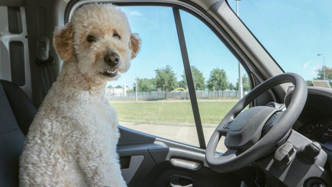 weißer Hund sitzt im Auto vorm Lenkrad