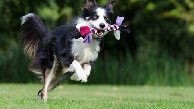 Collie springt in die Luft mit Spielzeug im Maul