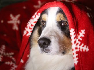 Ein Collie trägt ein rotes Tuch über dem Kopf mit weihnachtlichen Motiven