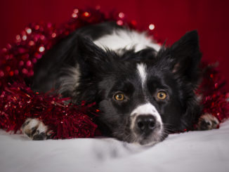 Border Collie liegt auf Boden mit Lametta auf dem Rücken.