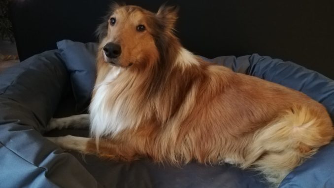 Ein Collie liegt in einem großen grauen Körbchen