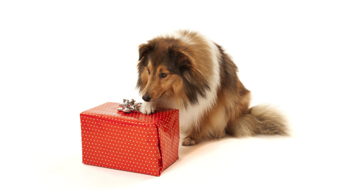 Ein Hund mit rotem Geschenk vor der Nase