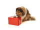 Ein Hund mit rotem Geschenk vor der Nase