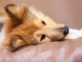 Ein Sheltie liegt in einem Hundebett