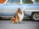 Ein Collie posiert vor einem alten Auto mit Fliegerbrille auf