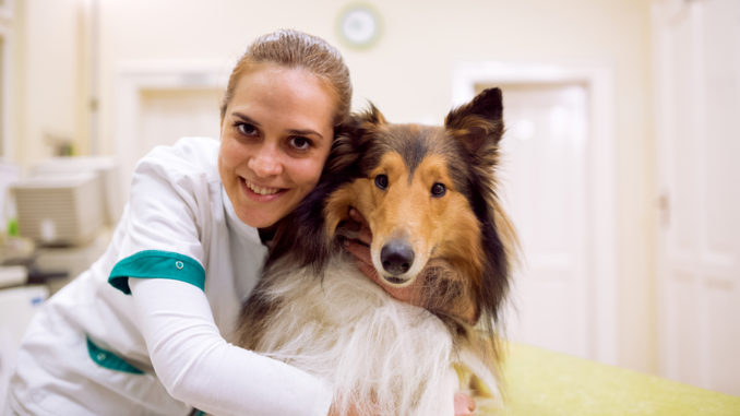 Eine Tierärztin hält einen Collie in den Armen