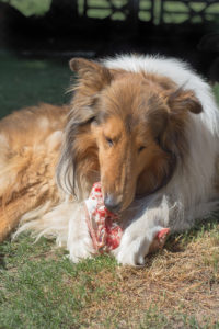 Ein Langhaar-Collie liegt auf dem Boden und isst frisches Fleisch