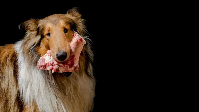 Ein Langhaar-Collie mit Rohfleisch im Maul