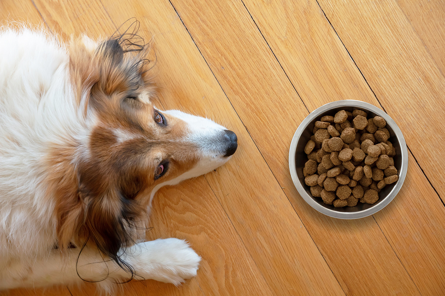 Ein Hund (Collie) liegt vor einem Fressnapf in dem sich Trockenfutter befindet