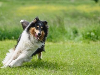 Ein Collie auf grüner Wiese