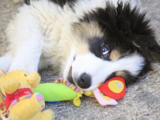 Collie Welpe mit Spielzeug