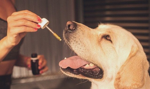 Ein Golden Retriever bekommt Öl als Nahrungsergänzung