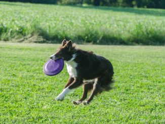 Collie springt in die Luft und hat Frisbee im Maul