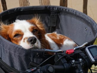 Hund liegt im Fahrradkorb