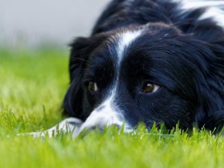 Collie liegt auf Rasen und schaut zur Seite