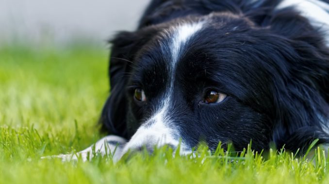 Collie liegt auf Rasen und schaut zur Seite