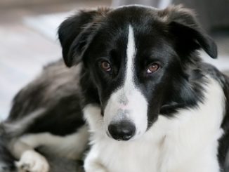 Nahaufnahme eines Border Collies