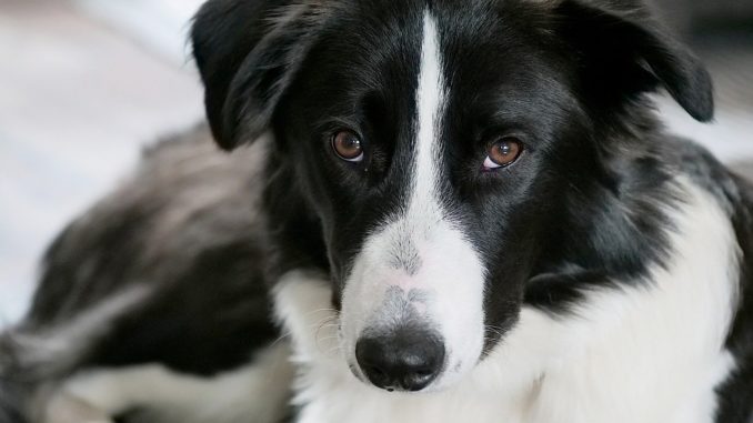 Nahaufnahme eines Border Collies