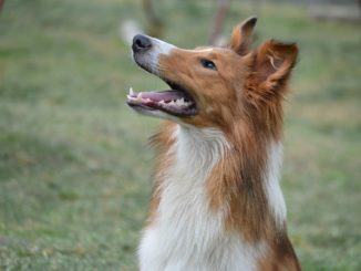 Collie schaut nach oben