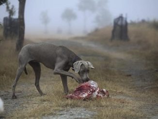 Labrador Hund schnüffelt an Fleisch