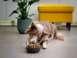 Collie frisst liegend aus Futternapf