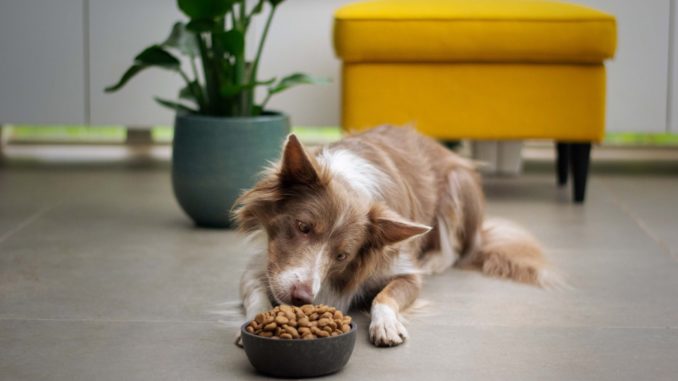 Collie frisst liegend aus Futternapf