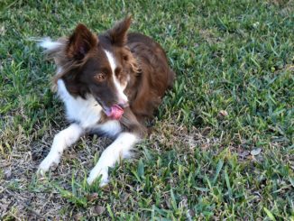 Bordercollie liegt auf Rasen