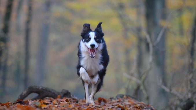 Collie rennt durch den Wald