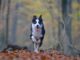 Collie rennt durch den Wald