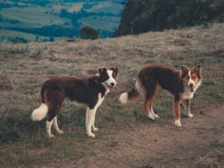 Zwei Collies stehen am Berg